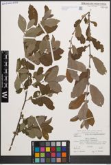 Foto von Salix cinerea L.